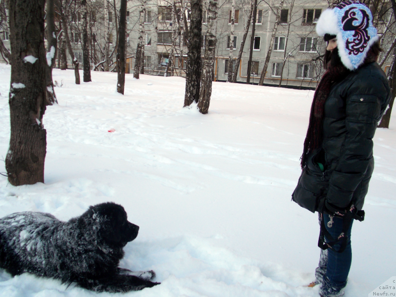 Фото: ньюфаундленд Лепесток Лилии, Жанна Шмелёва