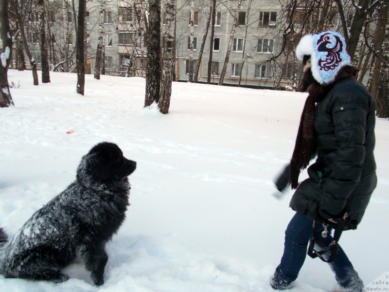 Фото: ньюфаундленд Лепесток Лилии, Жанна Шмелёва