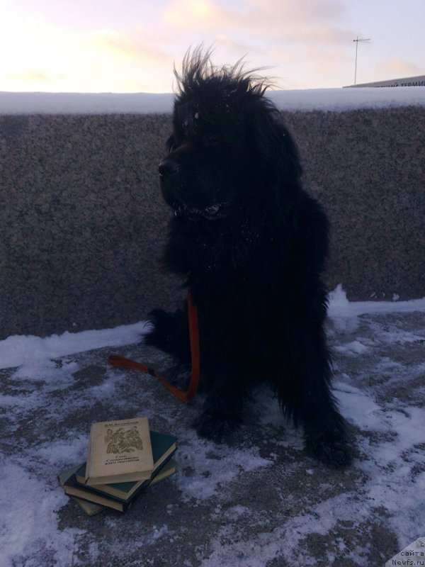 Фото: ньюфаундленд Циннамон БельФра Шармэль из Аркаима (Tsinnamon Bel' Fra Sharmel iz Arkaima)