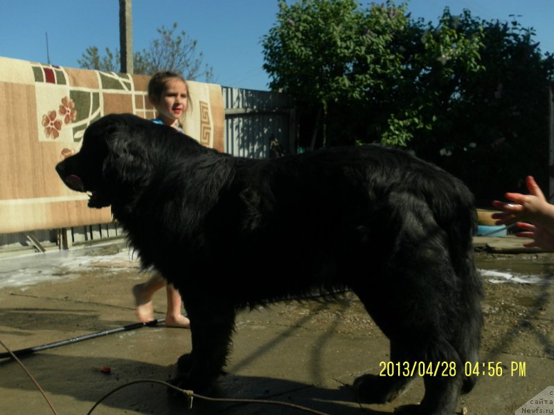Фото: ньюфаундленд Ясон Покоритель Морей