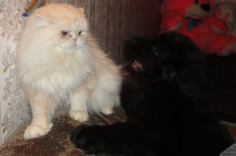 Фото: ньюфаундленд Валмонд Победитель (Valmond Pobeditel)