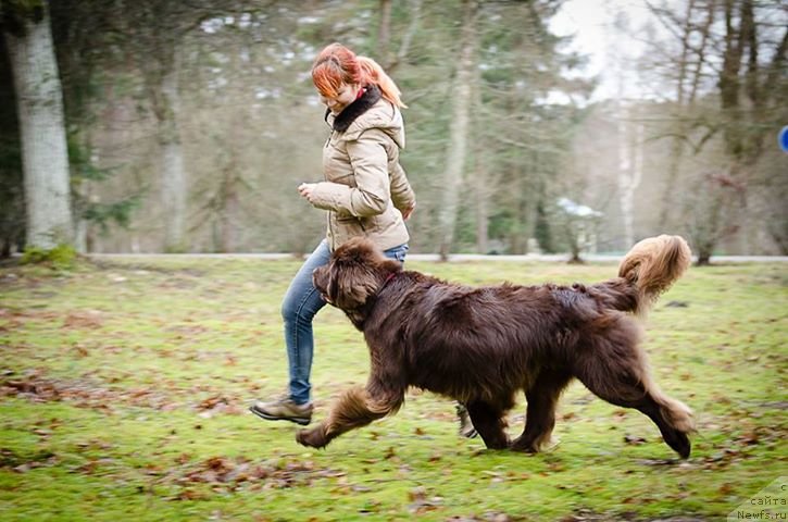 Фото: ньюфаундленд Newettas Vanessa