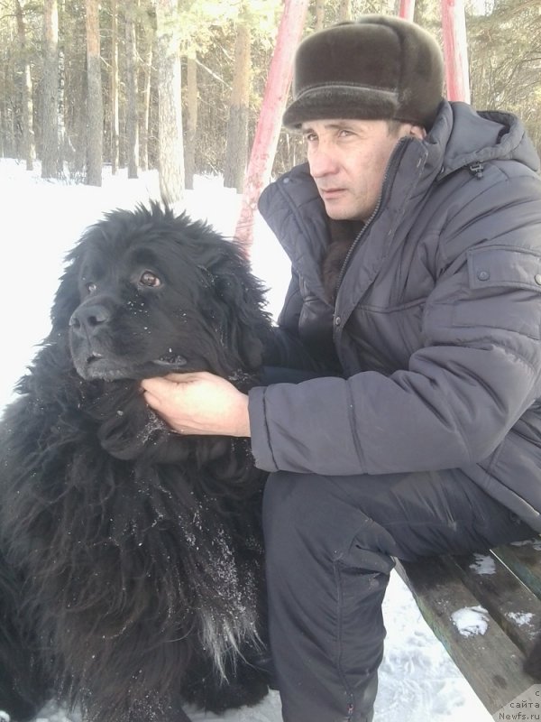 Фото: ньюфаундленд Маг Исполин Жермона, Аркадий Георгиевич