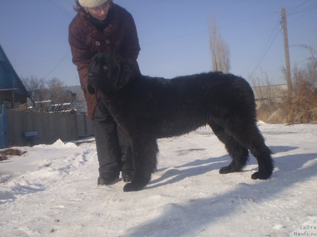 Фото: ньюфаундленд Гем Оф Юниверс, ньюфаундленд Гем Оф Юниверс