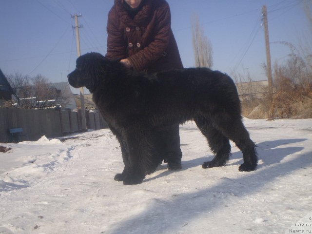 Фото: ньюфаундленд Гем Оф Юниверс