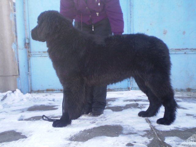 Фото: ньюфаундленд Гем Оф Юниверс