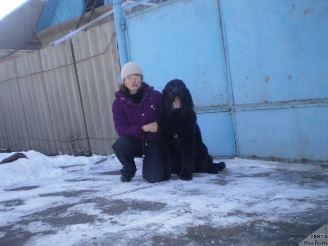 Фото: ньюфаундленд Гем Оф Юниверс