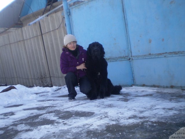 Фото: ньюфаундленд Гем Оф Юниверс