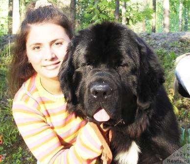 Фото: ньюфаундленд Сент Джонс Есенин (Sent Djons Esenin)