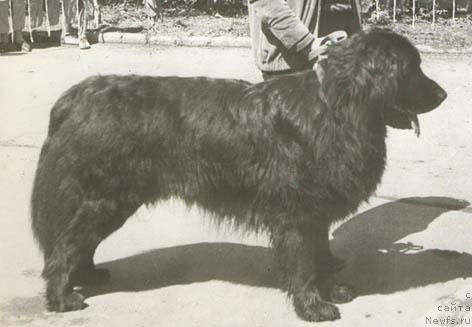 Фото: ньюфаундленд Виконт Гек Шер