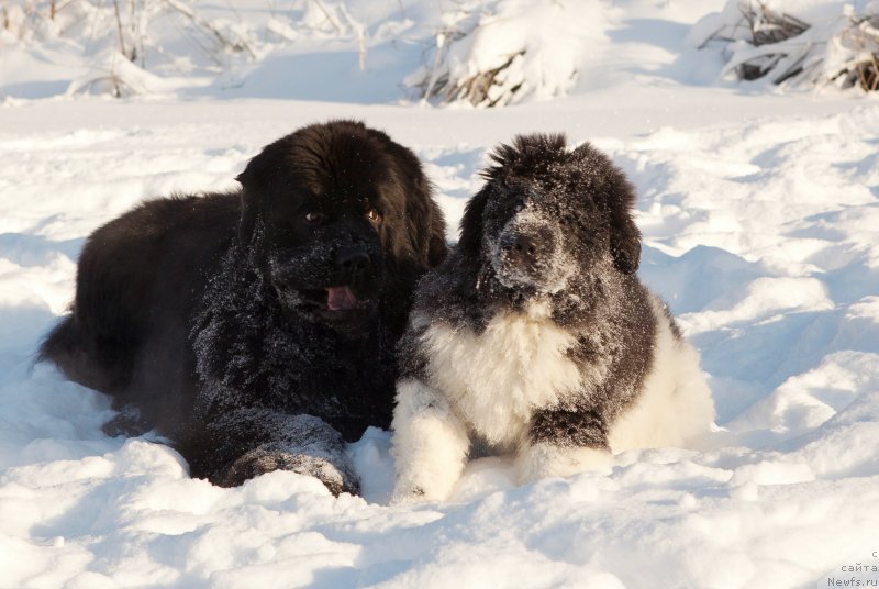 Фото: ньюфаундленд Плюшевая Панда Эау Белле Алыона (Plushevaya Panda Eau Belle Alyona), ньюфаундленд Cristalmar Cadeaux de Noel