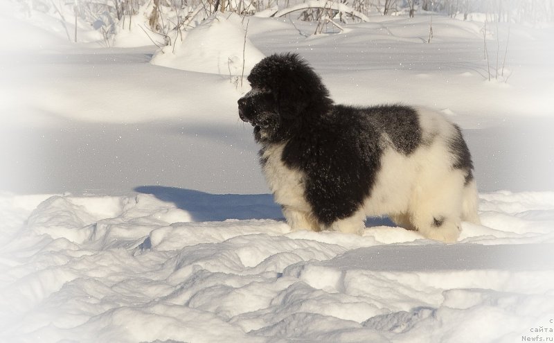Фото: ньюфаундленд Плюшевая Панда Эау Белле Алыона (Plushevaya Panda Eau Belle Alyona)