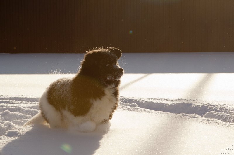 Фото: ньюфаундленд Плюшевая Панда Эау Белле Алыона (Plushevaya Panda Eau Belle Alyona)