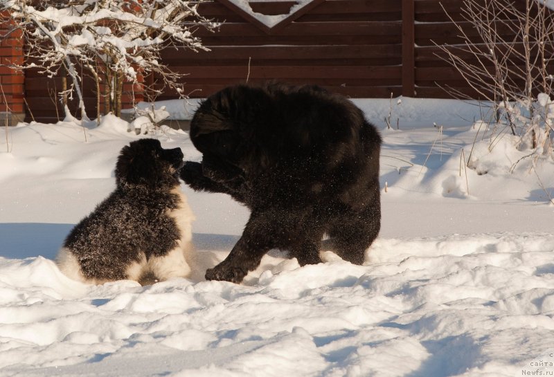 Фото: ньюфаундленд Плюшевая Панда Эау Белле Алыона (Plushevaya Panda Eau Belle Alyona), ньюфаундленд Cristalmar Cadeaux de Noel