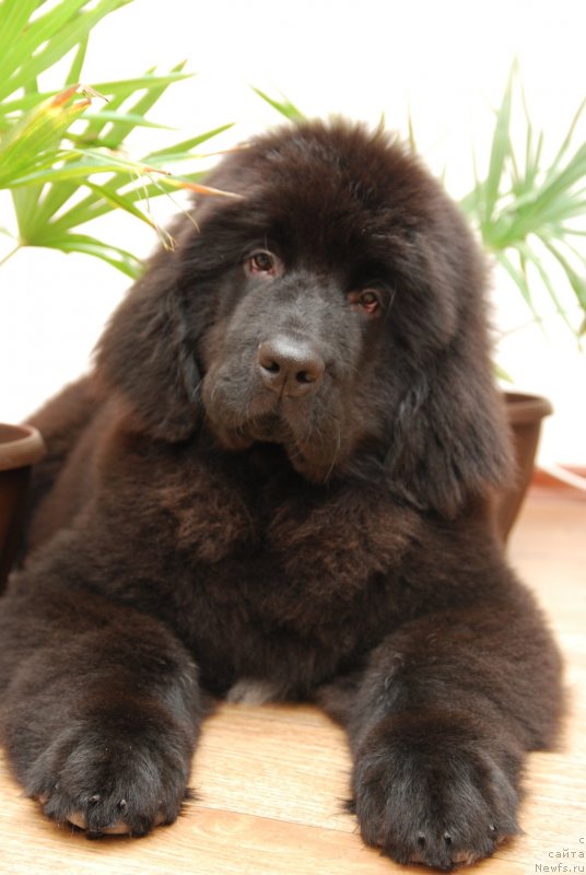 Фотография № 144027