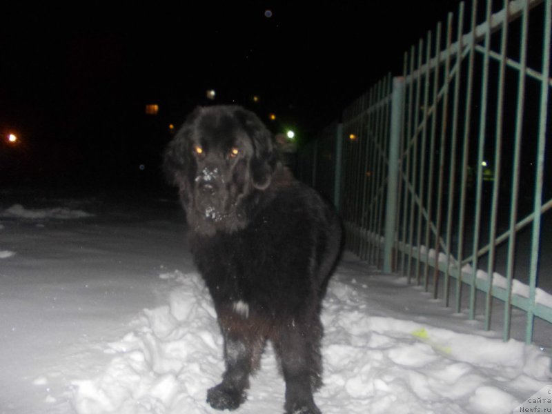 Фото: ньюфаундленд Интрига Ночи от Марлеон Дусвик, ньюфаундленд Интрига Ночи от Марлеон Дусвик