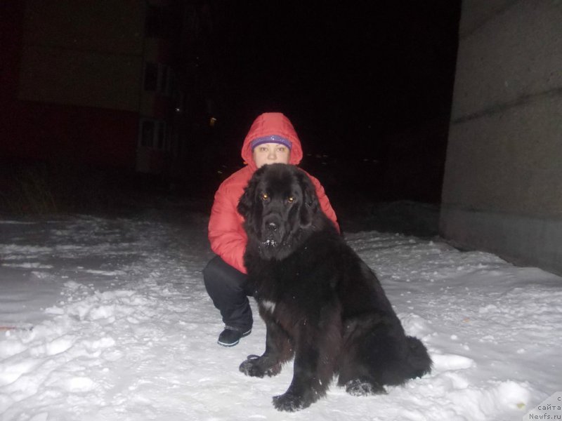 Фото: ньюфаундленд Интрига Ночи от Марлеон Дусвик