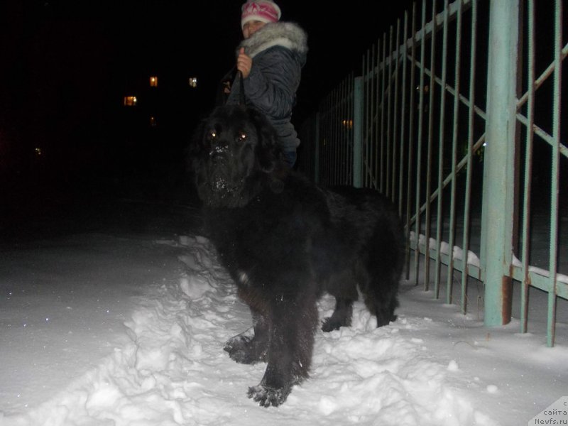 Фото: ньюфаундленд Интрига Ночи от Марлеон Дусвик