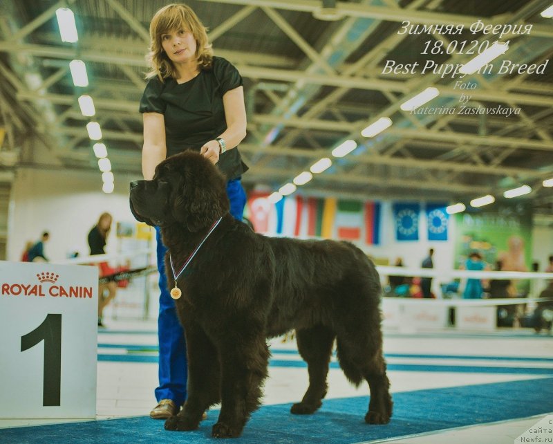 Фото: ньюфаундленд Смигар Ливерпульский Четвертак (Smigar Liverpulsiy Chetvertak)