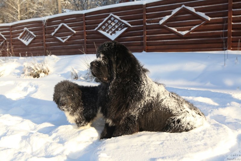 Фото: ньюфаундленд Cristalmar Cadeaux de Noel, ньюфаундленд Плюшевая Панда Эау Белле Алыона (Plushevaya Panda Eau Belle Alyona)