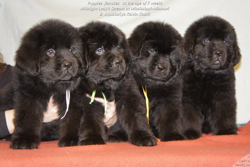 Фото: Смигар Укротительница Тигров (розовая), Смигар Урсбургская Красавица (зеленая), Смигар Ухти Тухти с Невской Бухты (жёлтая), Смигар Умница Разумница (синяя), ньюфаундленд Акватория Келвин Кадриль (Aquatoriya Kelvin Kadril)