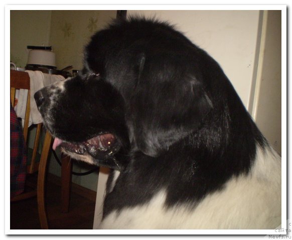 Фото: ньюфаундленд Кара Аюлар Аврора Поларис