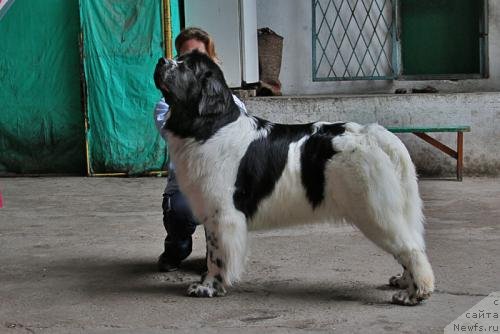 Фото: ньюфаундленд Кара Аюлар Аврора Поларис