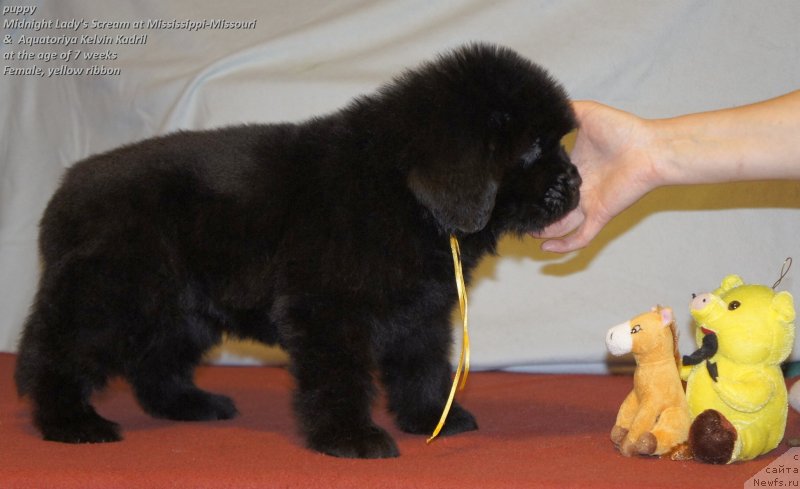 Фото: сука Смигар Ухти Тухти с Невской Бухты, ньюфаундленд Акватория Келвин Кадриль (Aquatoriya Kelvin Kadril)