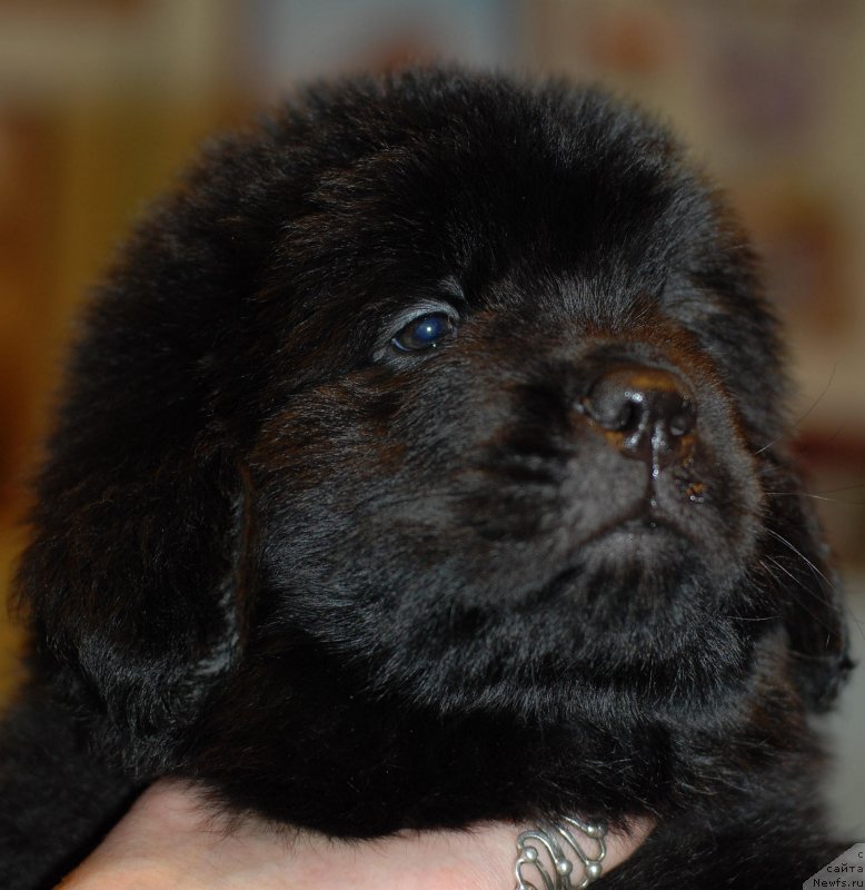 Фото: сука Смигар Ухти Тухти с Невской Бухты (жёлтая ниточка), ньюфаундленд Акватория Келвин Кадриль (Aquatoriya Kelvin Kadril)