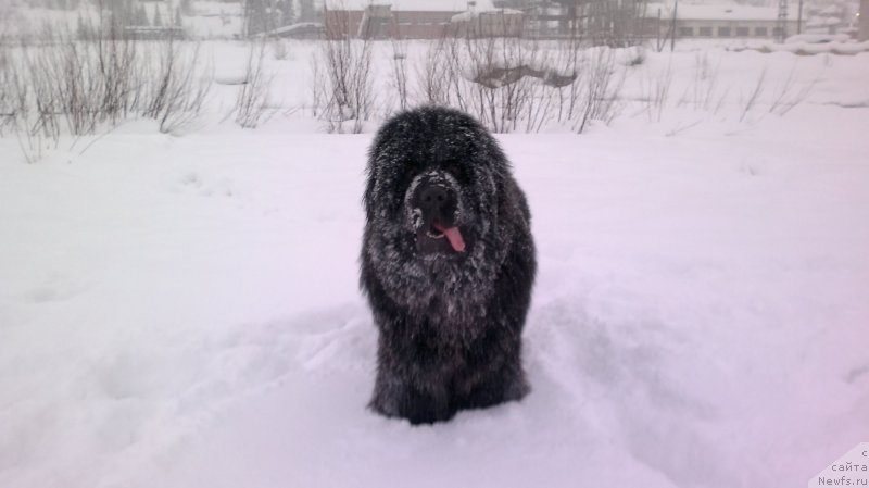 Фото: ньюфаундленд Супер Премиум Ля Мезон