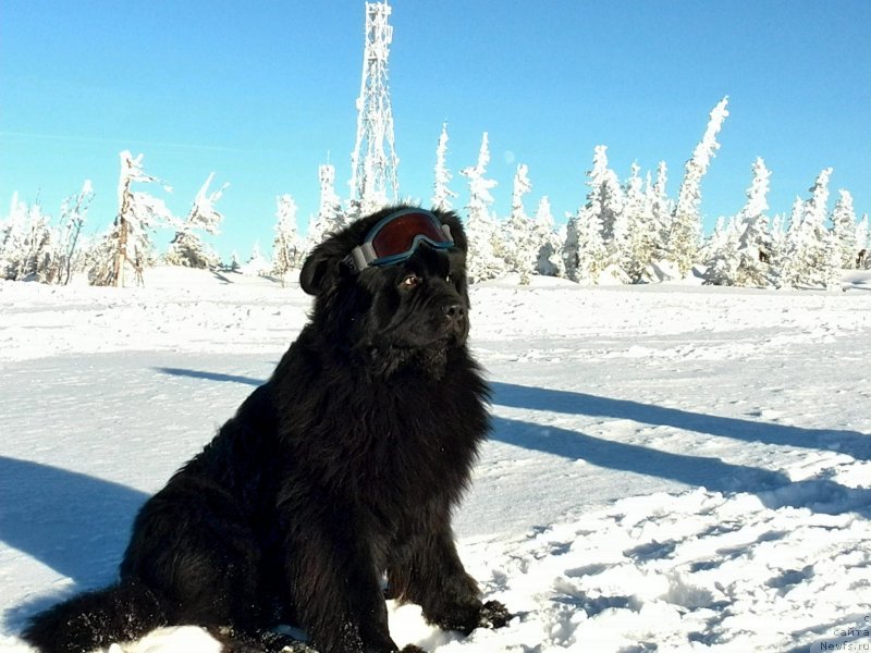 Фото: ньюфаундленд Супер Премиум Ля Мезон