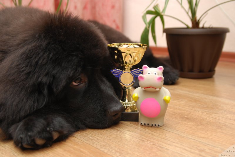 Фото: ньюфаундленд Geneva Moon Bear