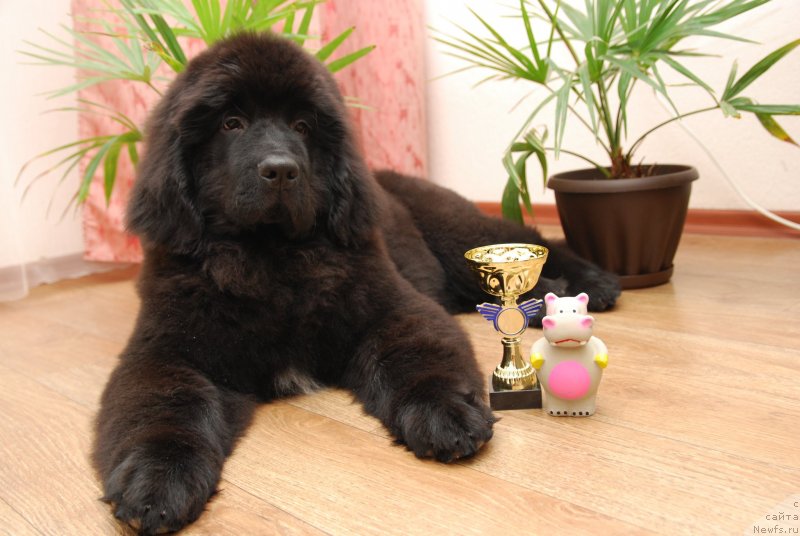 Фото: ньюфаундленд Geneva Moon Bear