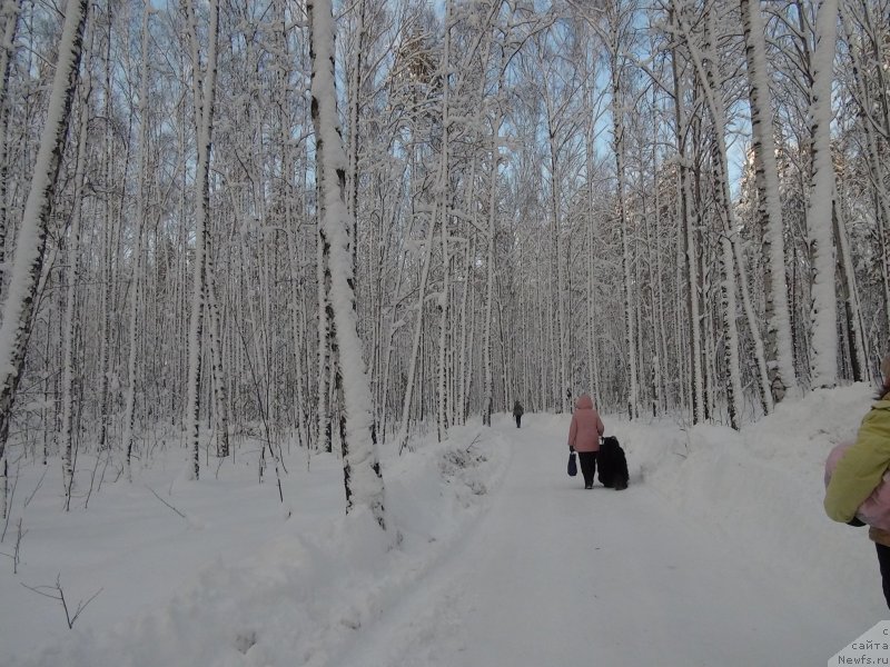 Фото: ньюфаундленд Барышня, Галия Гизатуллина
