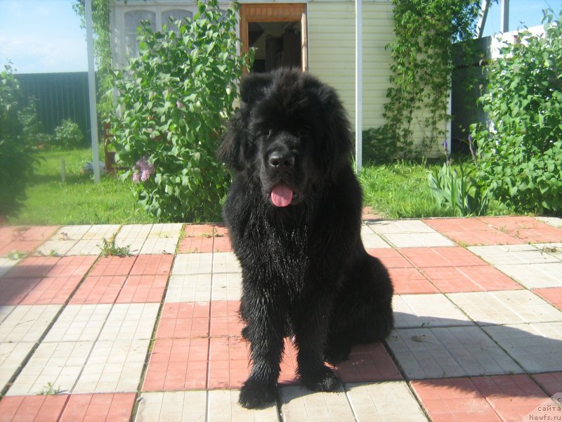 Фото: ньюфаундленд Потап Оллен