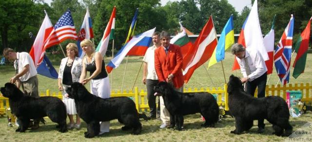 Фото: ньюфаундленд Poison or Honey King of Helluland