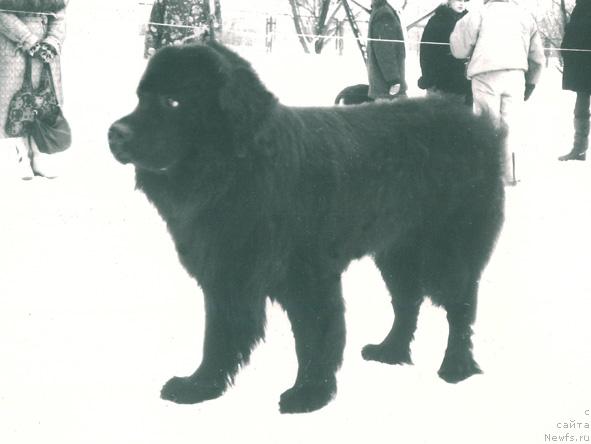 Фото: ньюфаундленд Чеккер Лес Ир