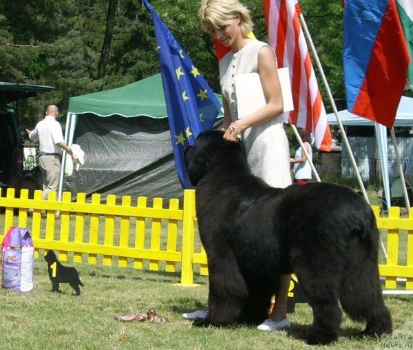 Фото: ньюфаундленд King of Helluland Choose Me