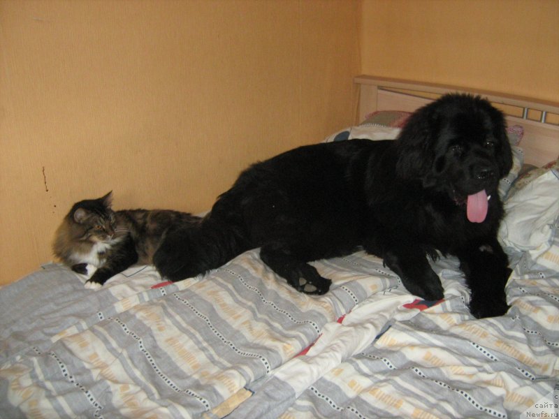 Фото: ньюфаундленд Потап Оллен