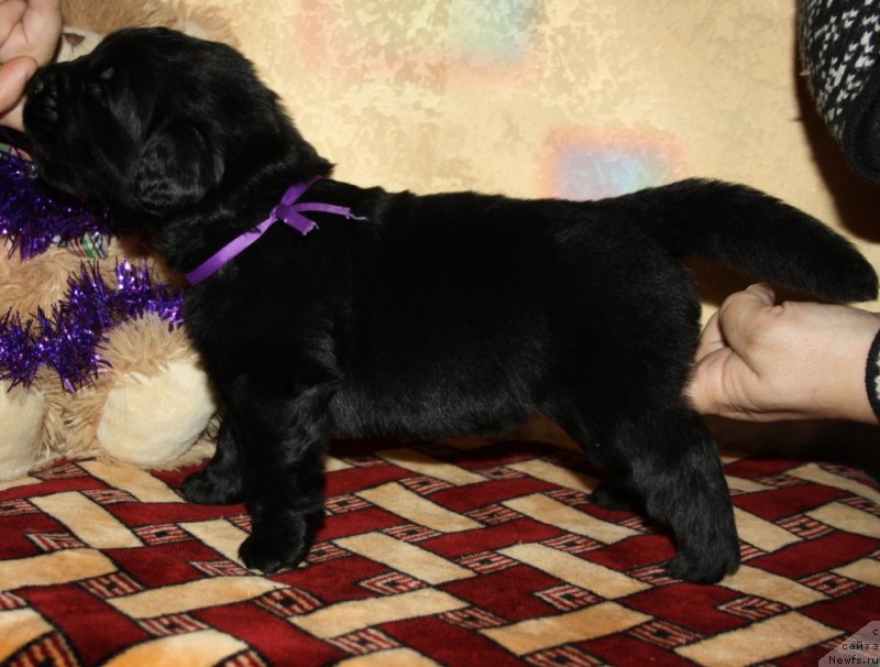 Фото: ньюфаундленд Адмиринг Глансес Эт Ми