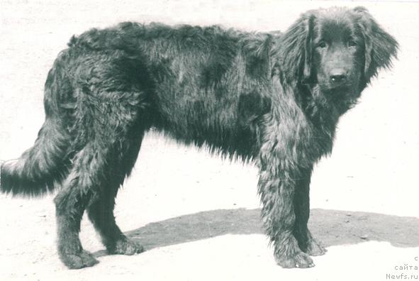 Фото: ньюфаундленд Николь Клеменц Мули