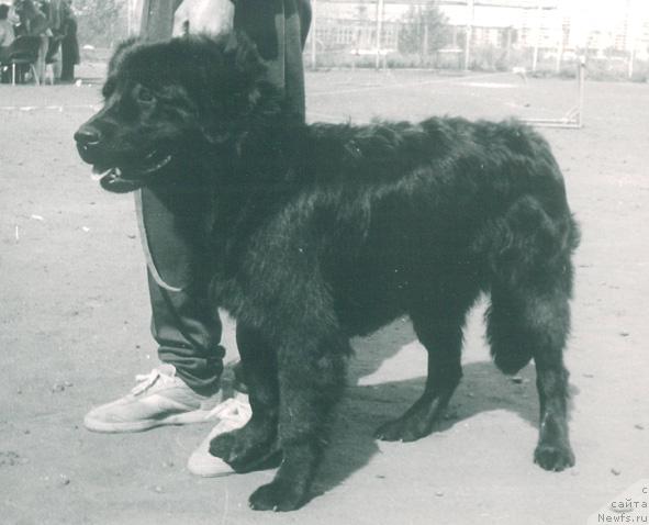 Фото: ньюфаундленд Несси Клеменц Мули