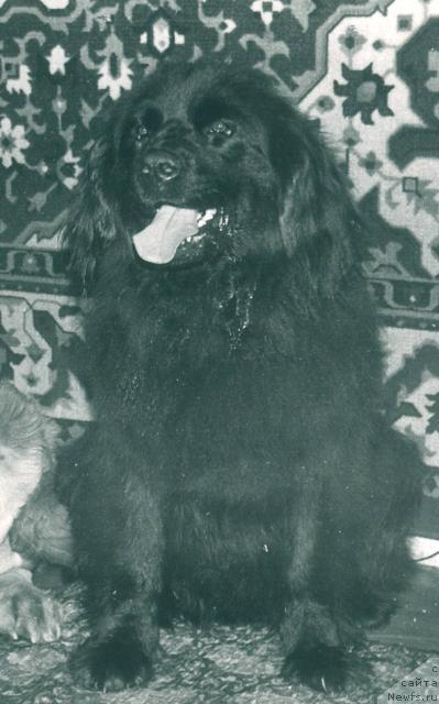 Фото: ньюфаундленд Санта Жу