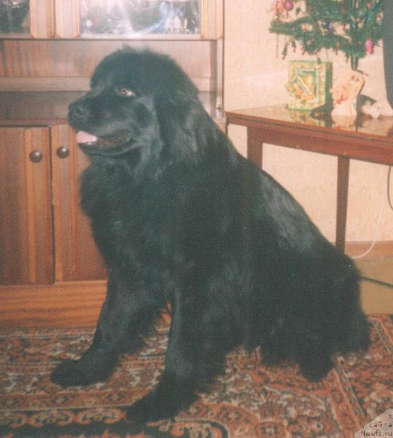 Фото: ньюфаундленд Царевна Лебедь