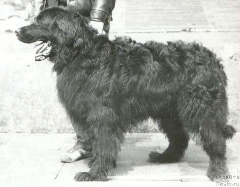 Фото: ньюфаундленд Шаман Миша