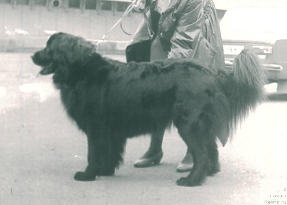 Фото: ньюфаундленд Е Гайда Астер