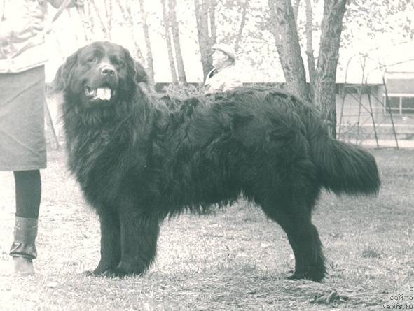 Фото: ньюфаундленд Флора Смоки Тейл