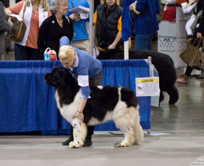 Фото: ньюфаундленд Callistos Resolution