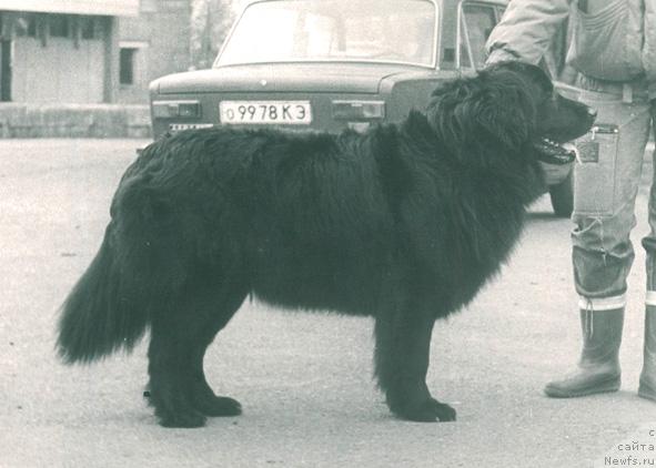 Фото: ньюфаундленд Феллия Смоки Тейл