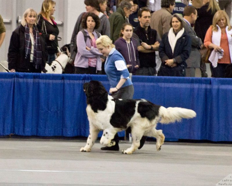 Фото: ньюфаундленд Callistos Resolution